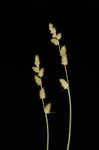 Silvery sedge